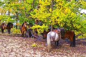 Монгольские кони